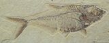 Excellent Inch Diplomystus Fossil Fish #812-1